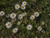 Bellis perennis 87, Madeliefje, Saxifraga-Jan van der Straaten