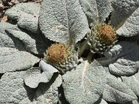 Berardia subacaulis 12, Saxifraga-Harry Jans