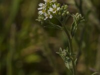 Berteroa incana 29, Grijskruid, Saxifraga-Jan van der Straaten