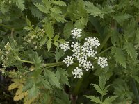 Berula erecta 20, Kleine watereppe, Saxifraga-Willem van Kruijsbergen