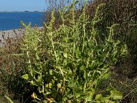 Beta vulgaris ssp maritima 40, Strandbiet Saxifraga-Ed Stikvoort