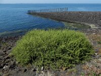 Beta vulgaris ssp maritima 41, Strandbiet, Saxifraga-Ed Stikvoort