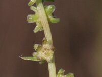 Beta vulgaris ssp vulgaris 10, Gekweekte biet, Saxifraga-Rutger Barendse