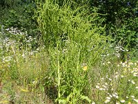 Beta vulgaris ssp vulgaris 11, Gekweekte biet, Saxifraga-Rutger Barendse