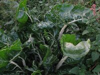 Beta vulgaris ssp vulgaris 17, Gekweekte biet, Saxifraga-Rutger Barendse
