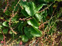 Beta vulgaris ssp vulgaris 31, Gekweekte biet, Saxifraga-Hans Grotenhuis