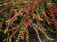 Beta vulgaris ssp vulgaris 34, Gekweekte biet, Saxifraga-Hans Grotenhuis