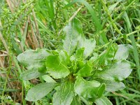 Beta vulgaris ssp vulgaris 5, Gekweekte biet, Saxifraga-Rutger Barendse