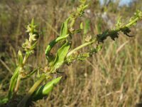 Beta vulgaris ssp vulgaris 9, Gekweekte biet, Saxifraga-Rutger Barendse