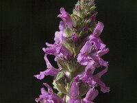 Betonica officinalis 8, Betonie, Saxifraga-Jan van der Straaten
