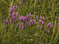 Betonica officinalis 9, Betonie, Saxifraga-Jan van der Straaten