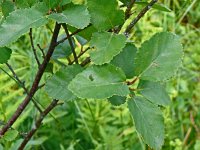 Betula humilis 5, Saxifraga-Hans Grotenhuis