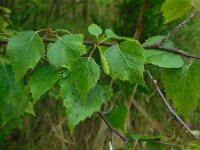 Betula pendula 50, Ruwe berk, Saxifraga-Ed Stikvoort