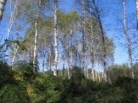 Betula pendula 56, Ruwe berk, Saxifraga-Jasenka Topic