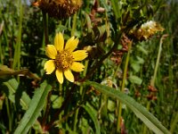 Bidens cernua 28, Knikkend tandzaad, Saxifraga-Ed Stikvoort