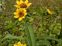 Bidens cernua 30, Knikkend tandzaad, Saxifraga-Ed Stikvoort