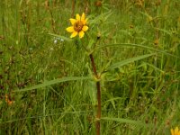 Bidens cernua 34, Knikkend tandzaad, Saxifraga-Ed Stikvoort