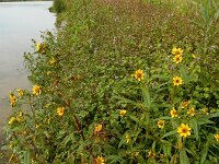 Bidens cernua 35, Knikkend tandzaad, Saxifraga-Ed Stikvoort