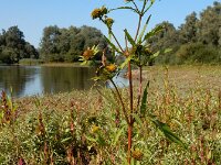Bidens radiata 8, Riviertandzaad, Saxifraga-Ed Stikvoort