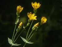Blackstonia perfoliata 11, Bitterling, Saxifraga-Jan van der Straaten