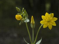 Blackstonia perfoliata 2, Bitterling, Saxifraga-Marijke Verhagen