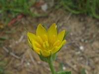 Blackstonia perfoliata 3, Bitterling, Saxifraga-Rutger Barendse