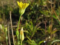 Blackstonia perfoliata 45, Bitterling, Saxifraga-Rutger Barendse