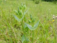 Blackstonia perfoliata 47, Bitterling, Saxifraga-Rutger Barendse
