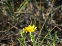 Blackstonia perfoliata 5, Bitterling, Saxifraga-Jeroen Willemsen