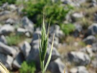 Brachypodium distachyon