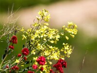 Brassica oleracea 61, Kool, Saxifraga-Bart Vastenhouw