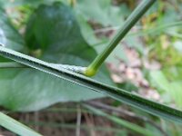 Bromopsis erecta 7, Bergdravik, Saxifraga-Rutger Barendse