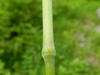 Bromopsis ramosa ssp benekenii 4, Bosdravik, Saxifraga-Rutger Barendse