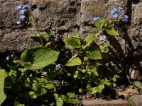 Brunnera macrophylla 9, Kaukasisch vergeet-mij-nietje, Saxifraga-Ed Stikvoort