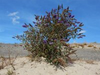 Buddleja davidii 19, Vlinderstruik, Saxifraga-Ed Stikvoort