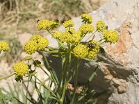 Bupleurum ranunculoides 4,  Saxifraga-Jan van der Straaten