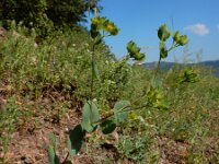 Bupleurum rotundifolium 11, Doorwas, Saxifraga-Ed Stikvoort