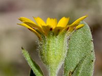 Calendula tripterocarpa 3, Saxifraga-Sonja Bouwman  Calendula tripterocarpa - Asteraceae familie