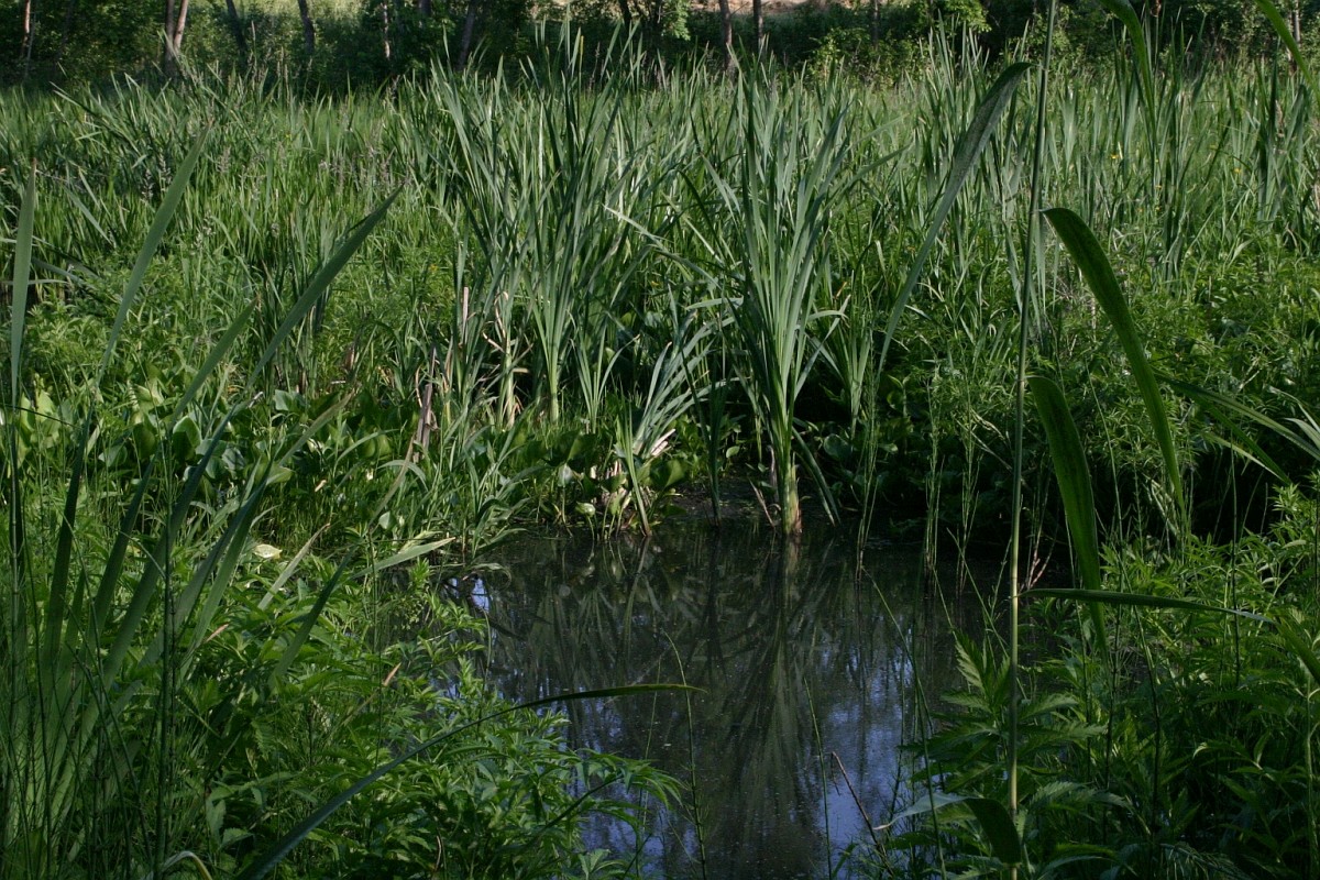 Calla palustris, Water arum