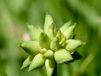 Callianthemum anemonoides 3, Saxifraga-Sonja Bouwman  Callianthemum anemonoides - Ranunculaceae familie