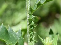 Carduus defloratus 20, Saxifraga-Sonja Bouwman  Alpine thistle - Carduus defloratus - Asteraceae familie