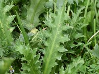 Carduus defloratus 24, Saxifraga-Sonja Bouwman  Alpine thistle - Carduus defloratus - Asteraceae familie