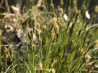 Carex umbrosa 3, Schaduwzegge, Saxifraga-Willem van Kruijsbergen