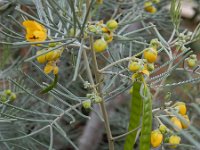 Cassia artemisioides 4, Saxifraga-Ed Stikvoort