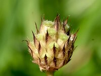 Cephalaria transsylvanica 1, Saxifraga-Sonja Bouwman  1078. Cephalaria transsylvanica - Caprifoliaceae familie (zw)