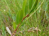 Chamaedaphne calyculata 2, Saxifraga-Hans Grotenhuis
