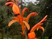 Chasmanthe floribunda 6, Saxifraga-Ed Stikvoort