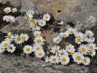 Chrysanthemum alpinum 2, Saxifraga-Harry Jans