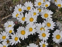 Chrysanthemum alpinum 3, Saxifraga-Harry Jans