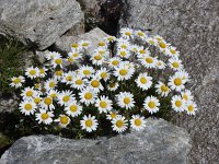 Chrysanthemum alpinum 5, Saxifraga-Harry Jans